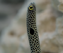 Garden Eel - Aquarium